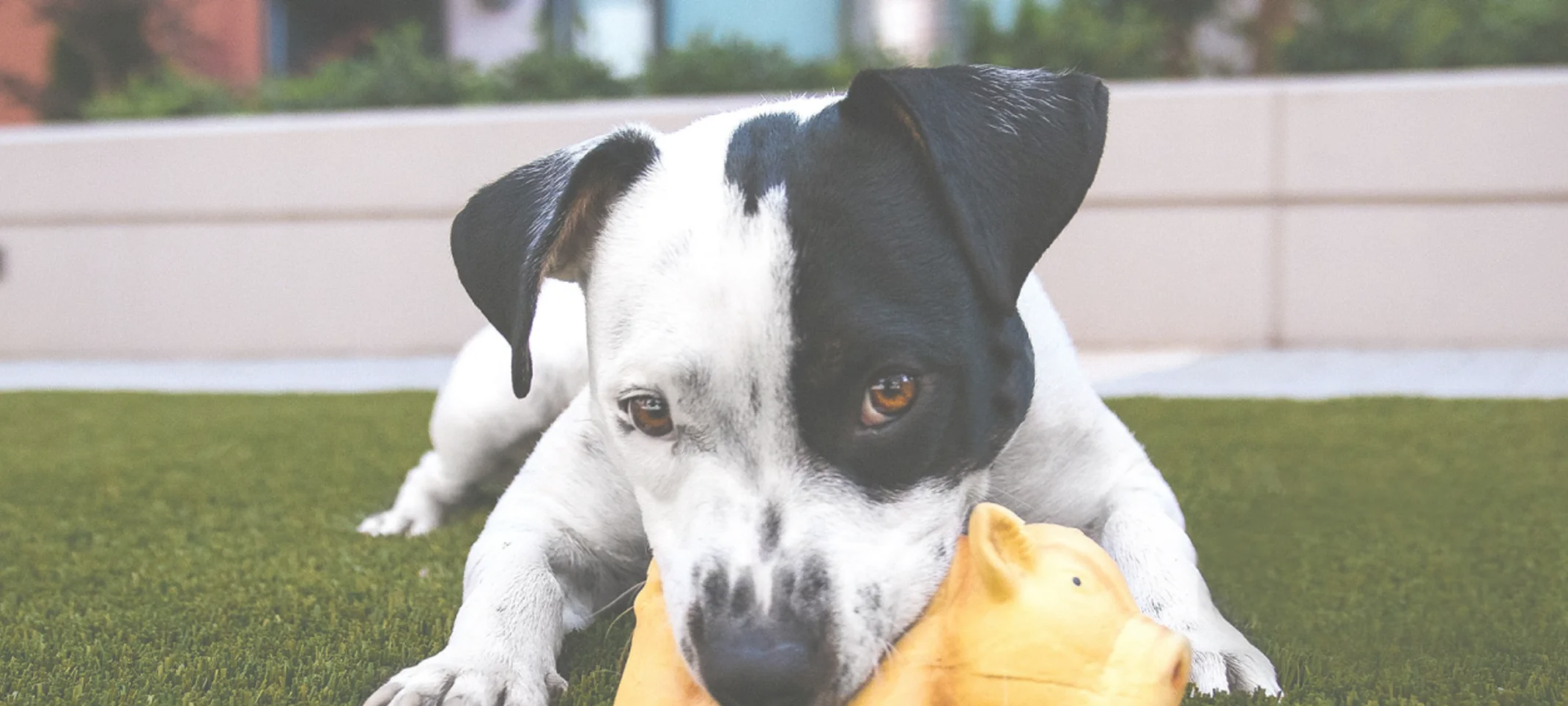 dog playing with toy in grass